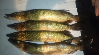 Northern Pike