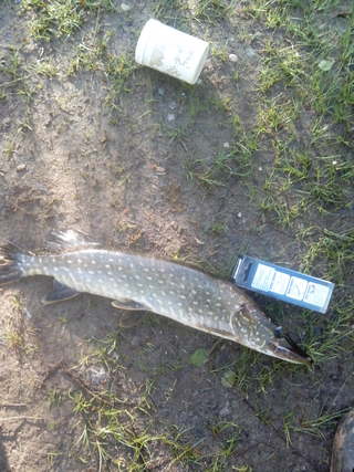 Northern Pike