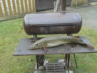 Northern Pike