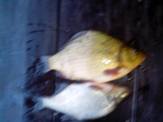 Crucian carp