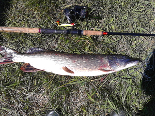 Northern Pike