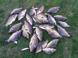 Carp