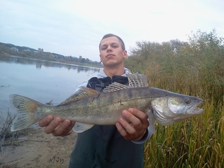 Pike perch