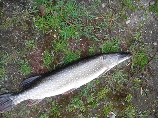 Northern Pike