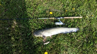 Wels catfish