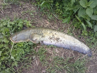 Wels catfish