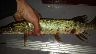 Northern Pike