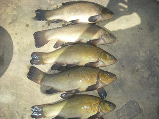 Tench