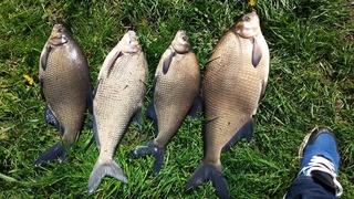 Carp bream