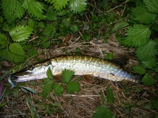 Northern Pike
