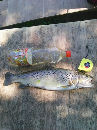 Brown Trout