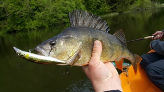 Eurasian perch