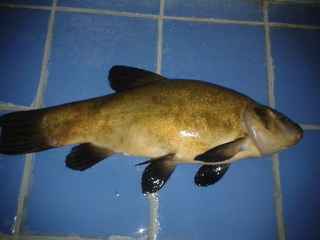 Tench