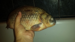 Crucian carp