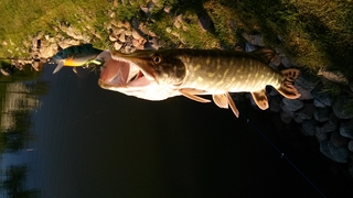 Northern Pike