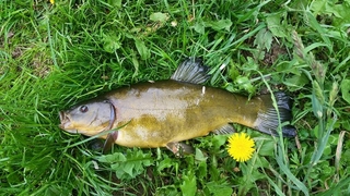 Tench