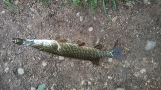 Northern Pike