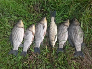 Prussian carp