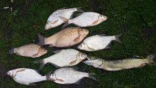 Crucian carp