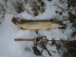 Northern Pike