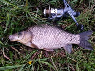 Prussian carp