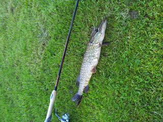 Northern Pike