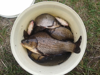 Crucian carp