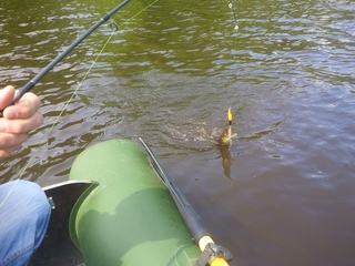 Northern Pike