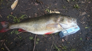 Eurasian perch