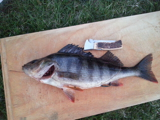 Eurasian perch