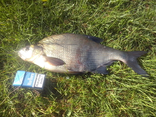 Carp bream