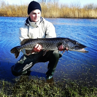 Northern Pike