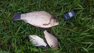 Crucian carp