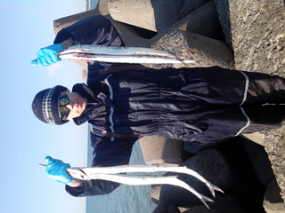 Garfish