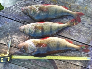 Eurasian perch