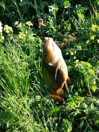 Tench