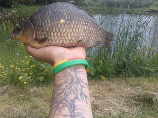 Crucian carp