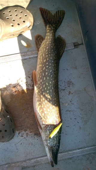 Northern Pike