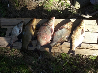 Carp bream