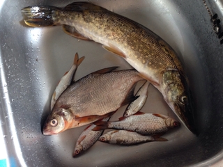 Carp bream