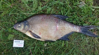 Carp bream