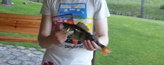 Eurasian perch
