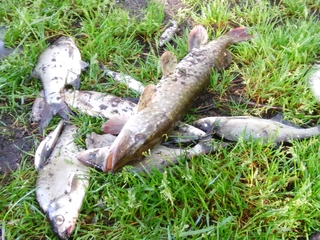 Northern Pike