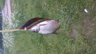 Carp bream