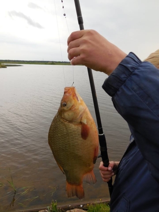 Crucian carp