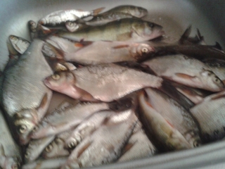 Carp bream