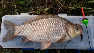 Prussian carp