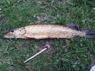 Northern Pike