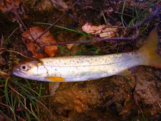 Brown Trout