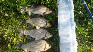 Prussian carp